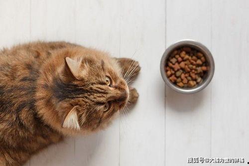 猫咪忙着吃瓜