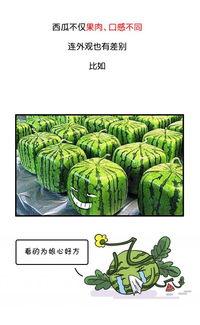 久瓜吃瓜