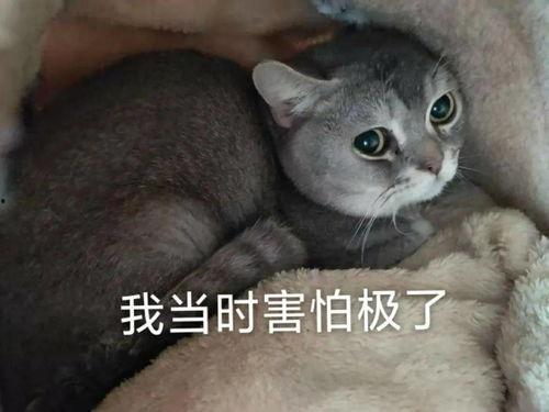 吃瓜蓝猫,揭秘娱乐圈的幕后故事