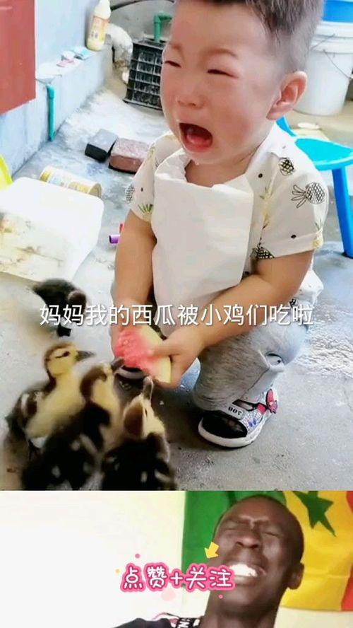 吃瓜的小鸡,揭秘鸡界“网红”的欢乐生活